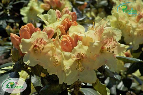 Rhododendron Goldprinz
